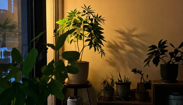 账号管理:广告创意设计套餐的业务发展趋势分析